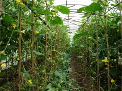 Vegetable Greenhouse For Sale-Bozong Greenhouse