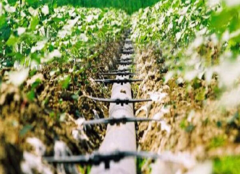 Drip Irrigation System-Bozong Greenhouse