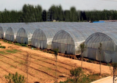 Hot Sale Commercial Film Greenhouse-Bozong Greenhouse