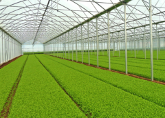 Greenhouse interior with dense rows of leafy green crops under a steel frame and glazing