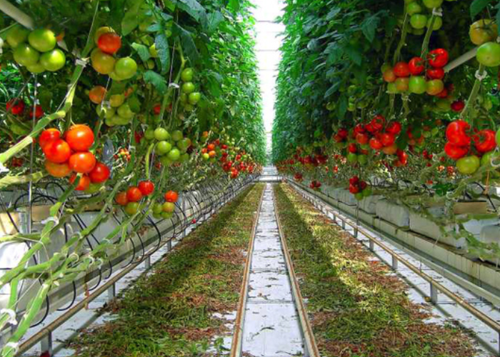 Tomato plants trained on vertical strings in a greenhouse aisle with ripening fruit trusses
