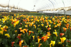 High Quality Flower Glass Greenhouse-Bozong Greenhouse