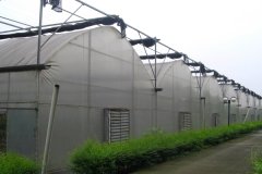 Plastic Film Greenhouse For Vegetable-Bozong Greenhouse