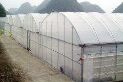 Film Greenhouse For Flowers Growing