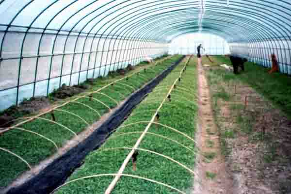 Single Span Film Greenhouse