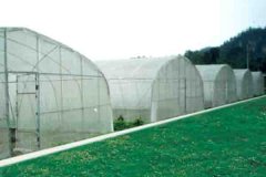 <font color='#339900'>Single Span Film Greenhouse For Vegetable Growing</font>