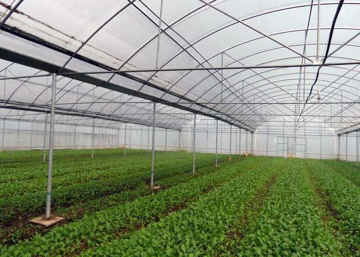 Multi-Span Film Greenhouse