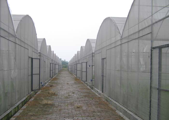 Multi-Span Film Greenhouse