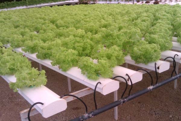 hydroponics system