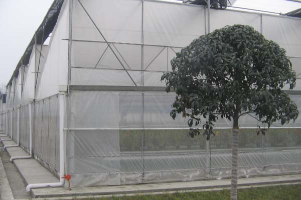 Plastic Film Sawtooth Greenhouse