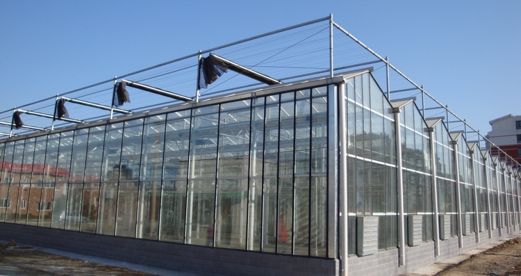 The Glass Greenhouse